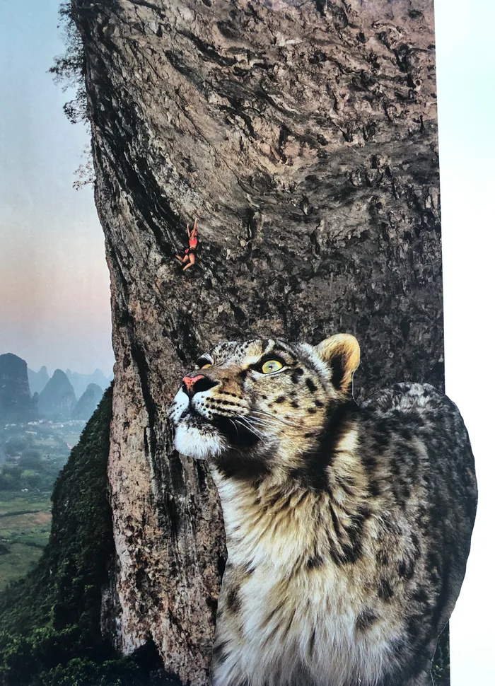 Collage of a snow leopard looking up beside a great tree trunk, with mountains behind